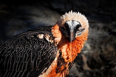 bearded vulture, gypaetus barbatus, detail portrait of rare mountain bird in rocky habitat in spain. close-up portrait of beautiful mountain bird, europe, sitting on the nest in stone rock.
