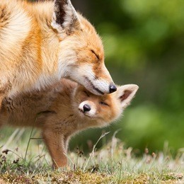 red fox cub and mother.