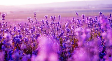 lavender field in the summer