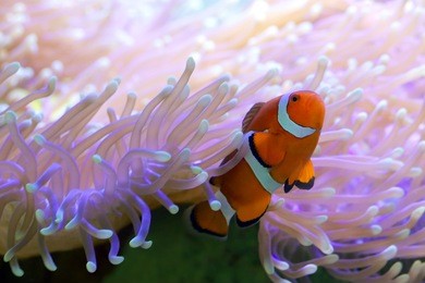 clown fish hiding in colorful anemone