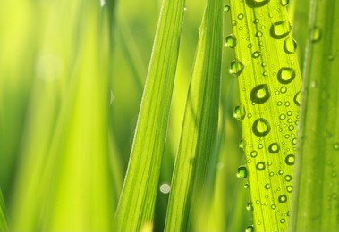 close up of nature fresh green grass with dews drop