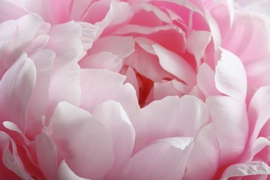 fragment of pink peony