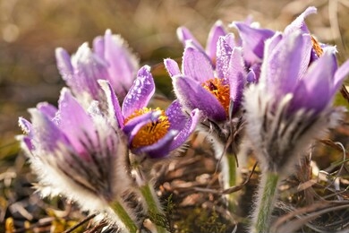 close up photo - purple greater pasque flower - pulsatilla grandis - wet from morning dew growing in dry grass