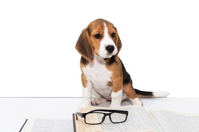 cute beagle puppy with a book and glasses.
