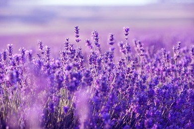 lavender field in the summer
