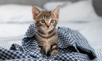 adorable short haired tiny kitten relaxing in gingham blanket