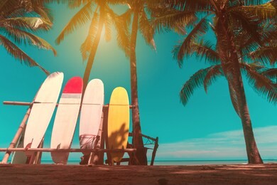 many surfboards beside coconut trees at summer beach with sun light and blue sky background.