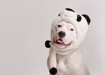 portrait of cute white pit bull terrier in panda hat sitting on white background. dog looks left. party costume concept. copy space