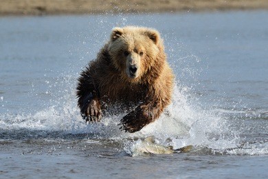 grizzly bear jumping at fish