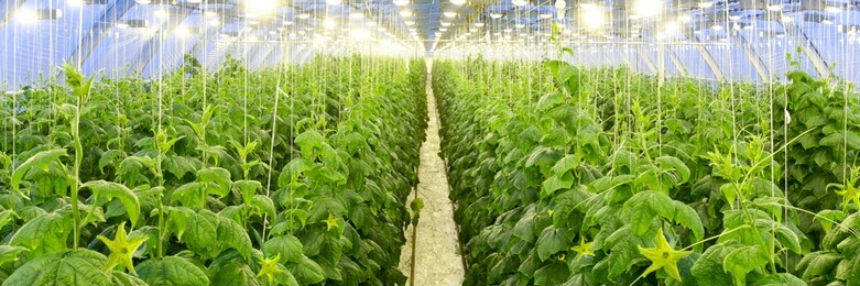 growing cucumbers in a big greenhouse