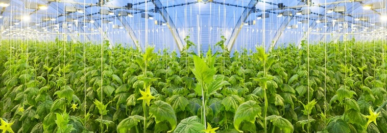growing cucumbers in a big greenhouse