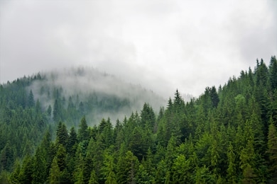 fog over the coniferous forest