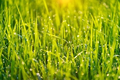 water that remains on top of the rice with sunlight in the morning after the rain all night
