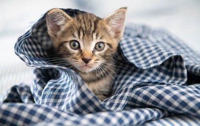 adorable short haired tiny kitten relaxing in gingham blanket