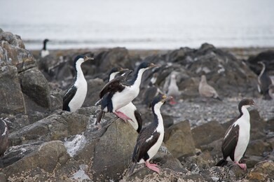 cormorants on the rocks, beagle channel,  tierra del fuego archipelago, argentina
