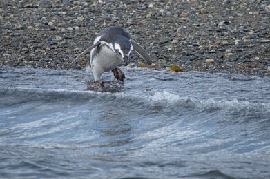 magellanic penguin entering the water (the beagle channel, tierra del fuego archipelago, argentina)