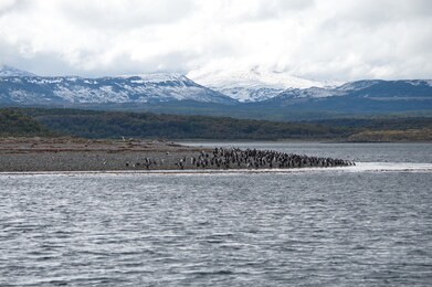 colony of cormorants on the island and snowy mountains (the beagle channel, tierra del fuego, argentina)