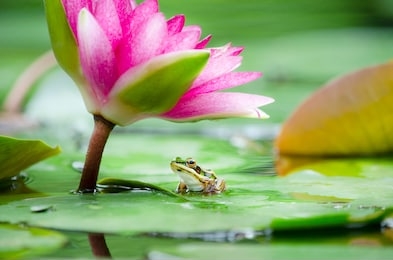 closed up lttle cute frog sitting on green leaf under beautiful soft pink water lily or lotus flower in rainy morning