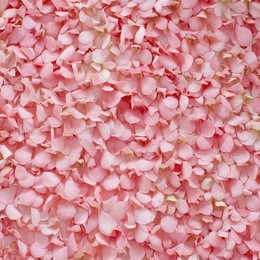 background of fresh pink flower petals