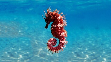 mediterranean seahorse - hippocampus guttulatus