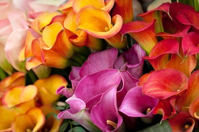 bouquet of multicolored calla lilies. floral pattern. close-up. abstract background.