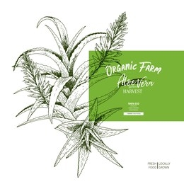 hand drawn aloe vera branch and flower. engraved vector banner. moisturizing and healing. food ingredient, aromatherapy, cooking. for cosmetic package design, medicinal herb, treating, healthcare