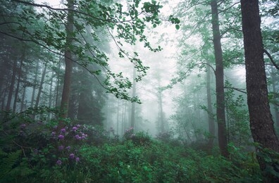 mystic and foggy forest with pink / purple rhododendron flowers. landscape photo was taken at forest near camlihemsin, rize, turkey.          