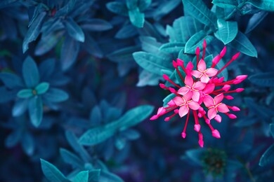 pink flowers blossom on blue leaf, nature background, spiky flowers shape, toned process
