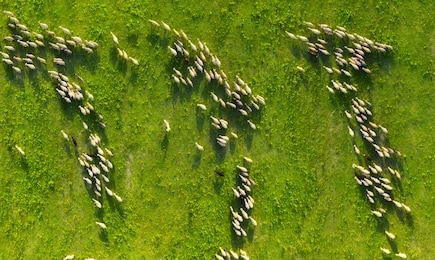 aerial view at the sheeps herd. landscape with animals from drone. view from air at the farmland. composition with domestic animals. animal - image