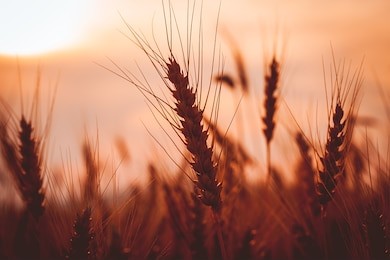 golden ears of wheat on the field. sunset light.
