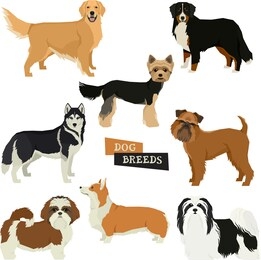 vector illustration dog collection yorkshire terrier, havanese dog, siberian husky, golden retriever, bernese mountain dog, griffon bruxellois, shih tzu,pembroke welsh corgi isolated objects set