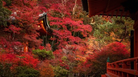 japan autumn image. bishamon-do temple in kyoto city. japanese red momiji maples.
