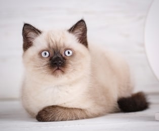 scottish straight cat cream color. template for postcard to women's day. scottish purebred kittens during a professional shooting. the cat looks up