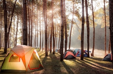 camping and tent under the pine forest near the lake with beautiful sunlight in the morning.