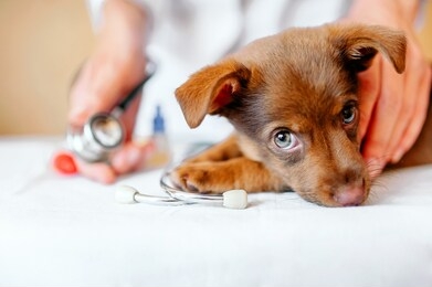 puppy at the vet, veterinary clinic