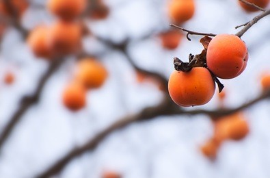 persimmon in winter