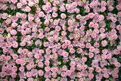 rose wall background texture bloom pink