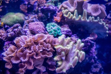 cabbage coral, brain coral, and carpet anemone among other forms of sea life at dallas aquarium
