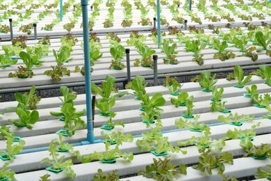 many organic fresh hydroponics vegetables or soilless culture at hydroponics vegetables cultivation farm - is popularly used to make vegetables salad - modern farming