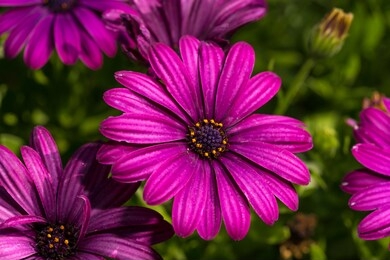 this close up, detailed macro image captures a vibrant cluster of african daisy (osteospermum) purple flowers on a sunny day.