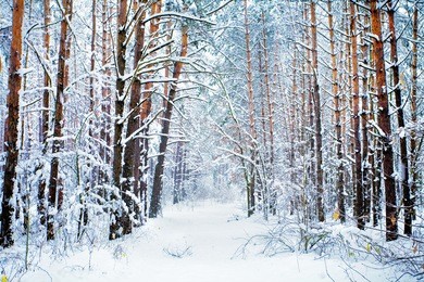 pine forest covered with snow