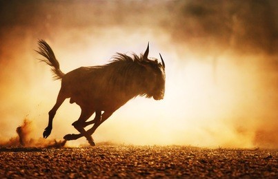 blue wildebeest running in dust - kalahari desert - south africa