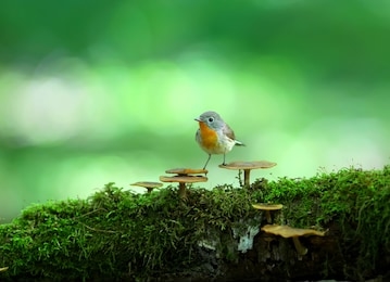 male red-breasted flycatcher (ficedula parva) poses on a moss-covered log of mushrooms. unusual close-up and soft light photos in full color.