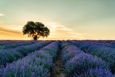 lavender fields during sunset with lonely tree
