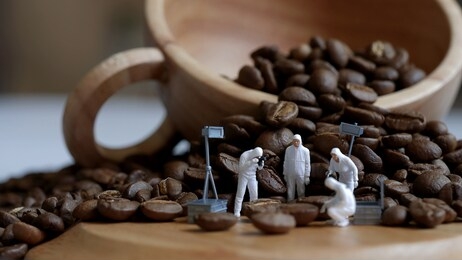 miniature people : police and detective are working on roasted coffee beans, to find the secret to the deliciousness of coffee. concept : researcher on the aroma of coffee, q grader or coffee tasting.