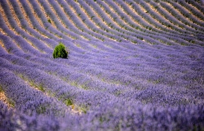 beautiful lavander field landscape view in summer  kuyucak village isparta turkey
