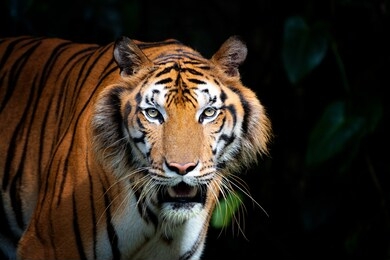 tiger head, from tiger in wild