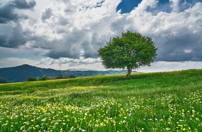 woman sitting and resting under a beautiful tree in a meadow, and dramatic white clouds passing above. landscape photo was taken in savsat, artvin, black sea / karadeniz region of turkey             