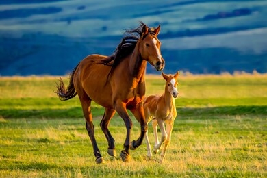 a beautiful brown mare nurturing and teaching her sweet new little foal on a golden summers evening