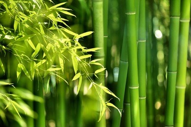 asian bamboo forest with morning sunlight.